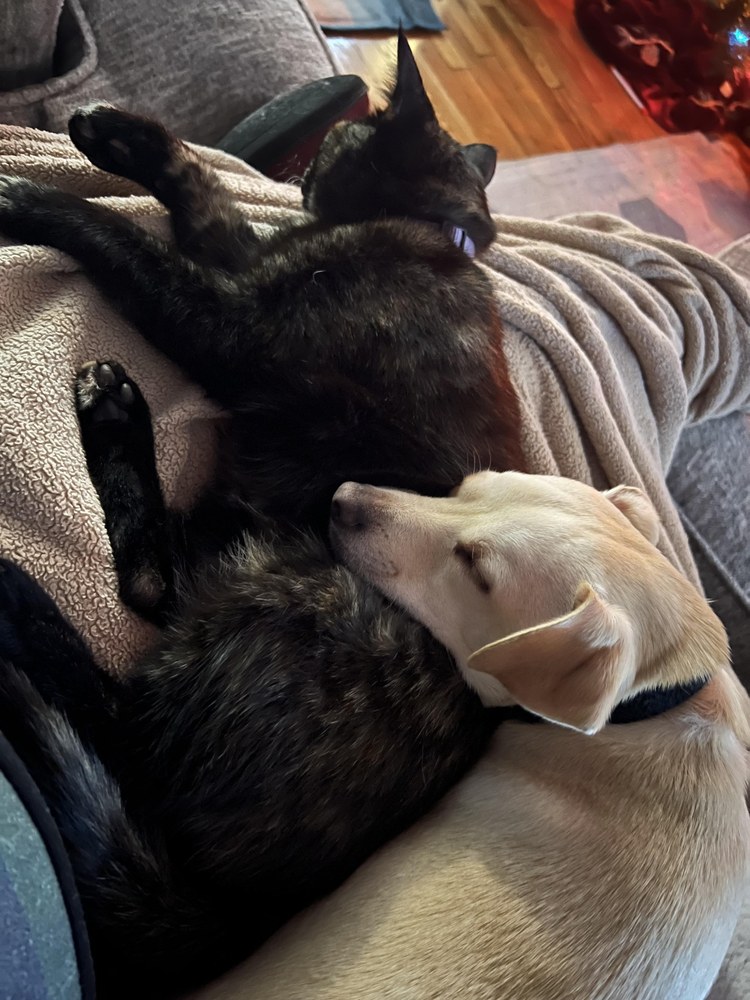 Cane e gatto sereni a casa