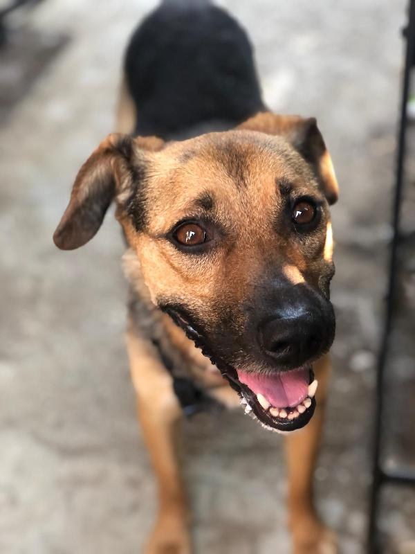Cane sorridente seguito da Dog sitter