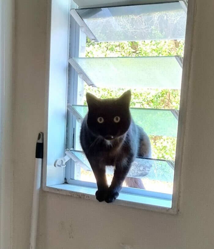Gatto alla finestra seguito da Cat sitter