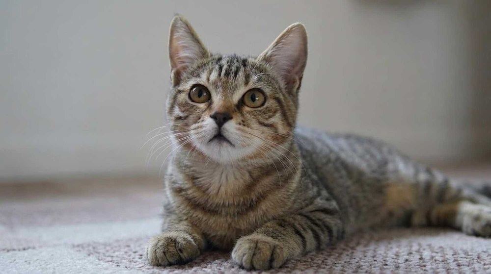 Gatto seguito a domicilio