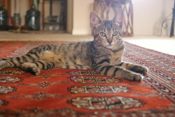 Gatto in casa seguito da Cat sitter